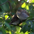 versteckt im Baum