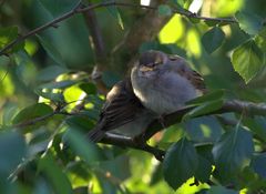 versteckt im Baum