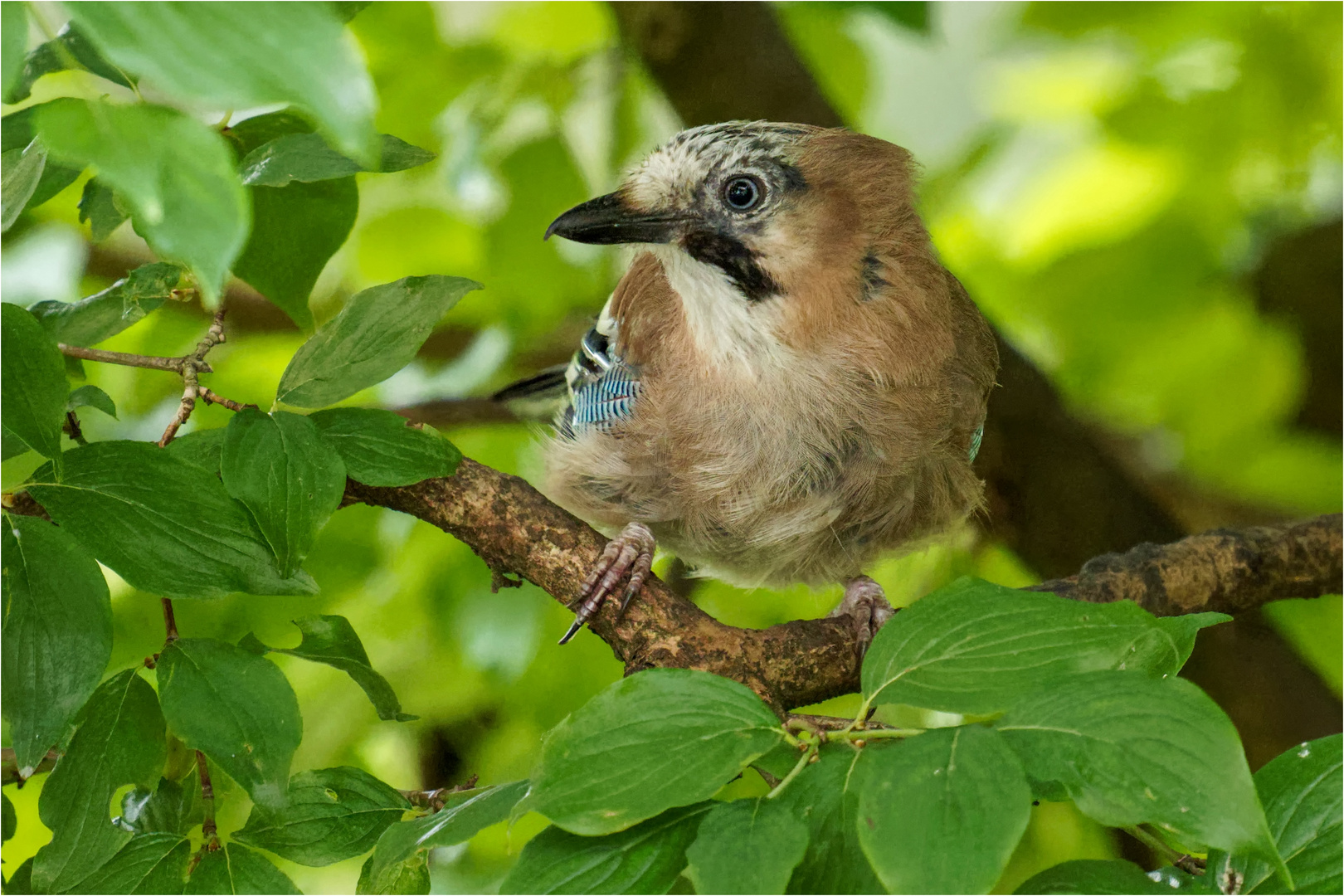 versteckt im Baum  .....