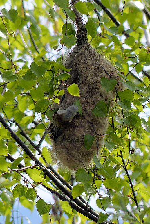 versteckt im Birkenlaub