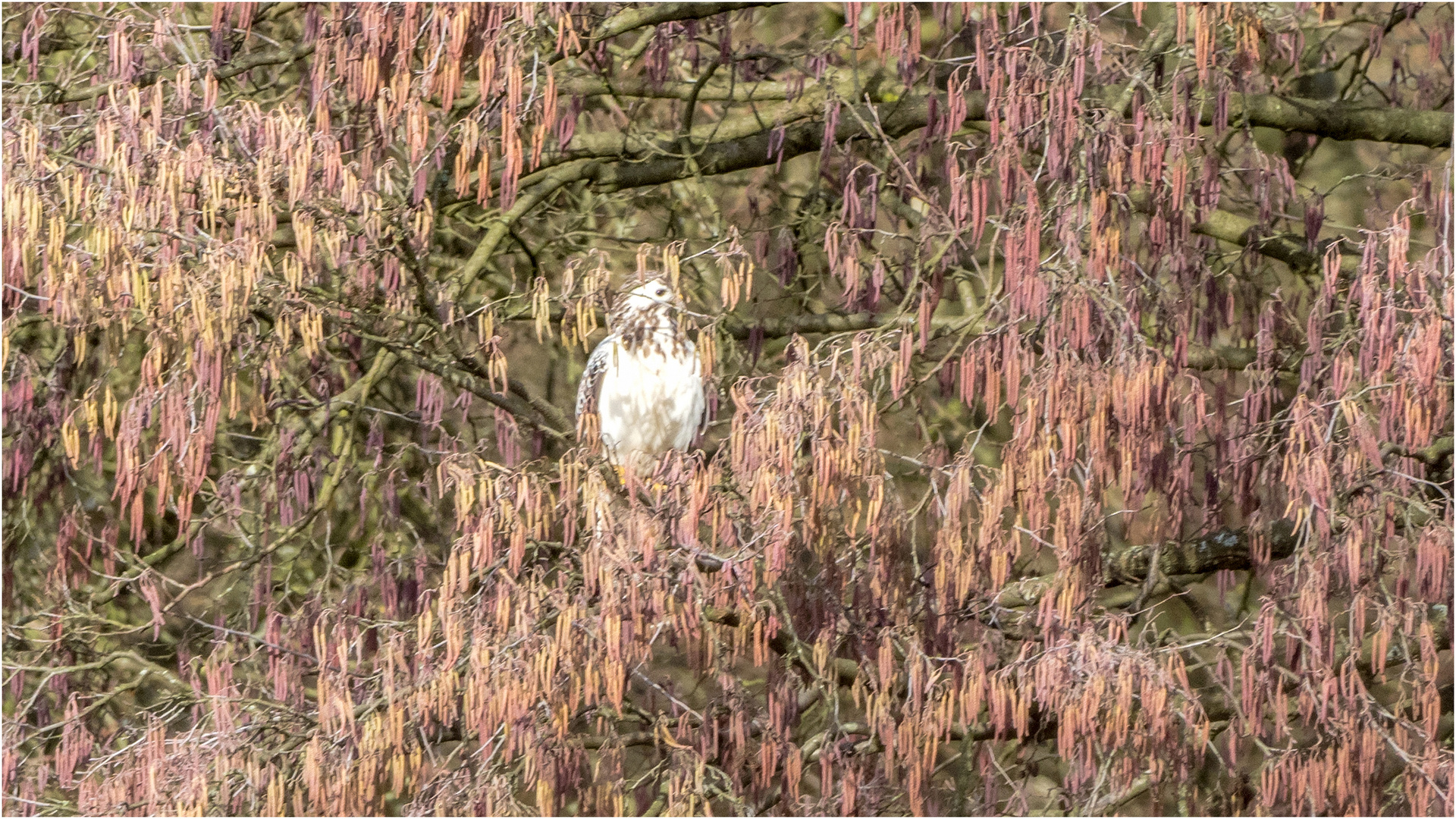 Versteckt im blühenden Haselnussbaum  .....