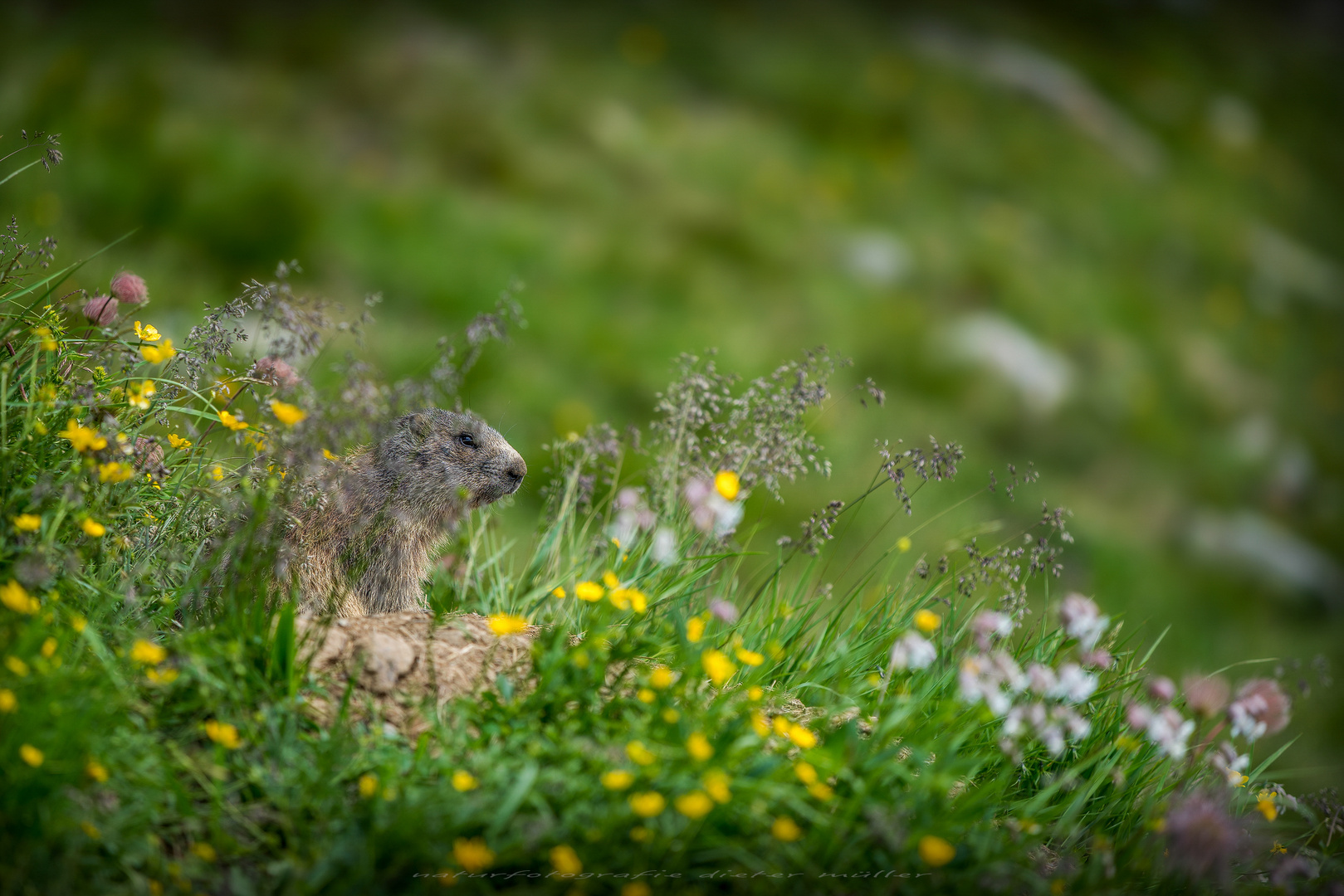 versteckt im Blütenmeer