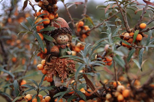 Versteckt im Borkumer Sanddorn