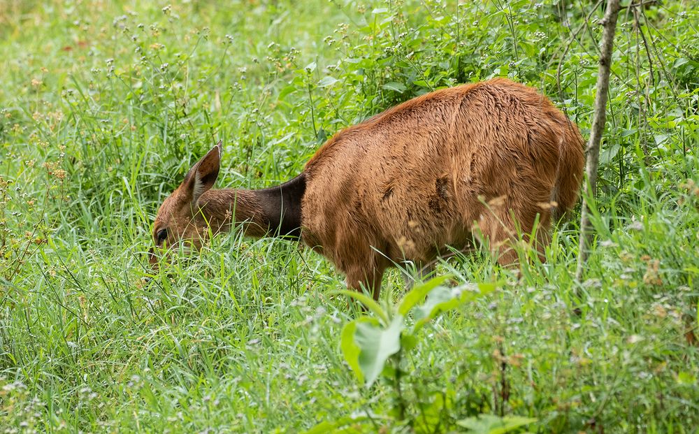 *** versteckt im Busch II ***