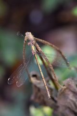 Versteckt im Dunkel