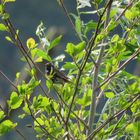 Versteckt im Erlenbusch