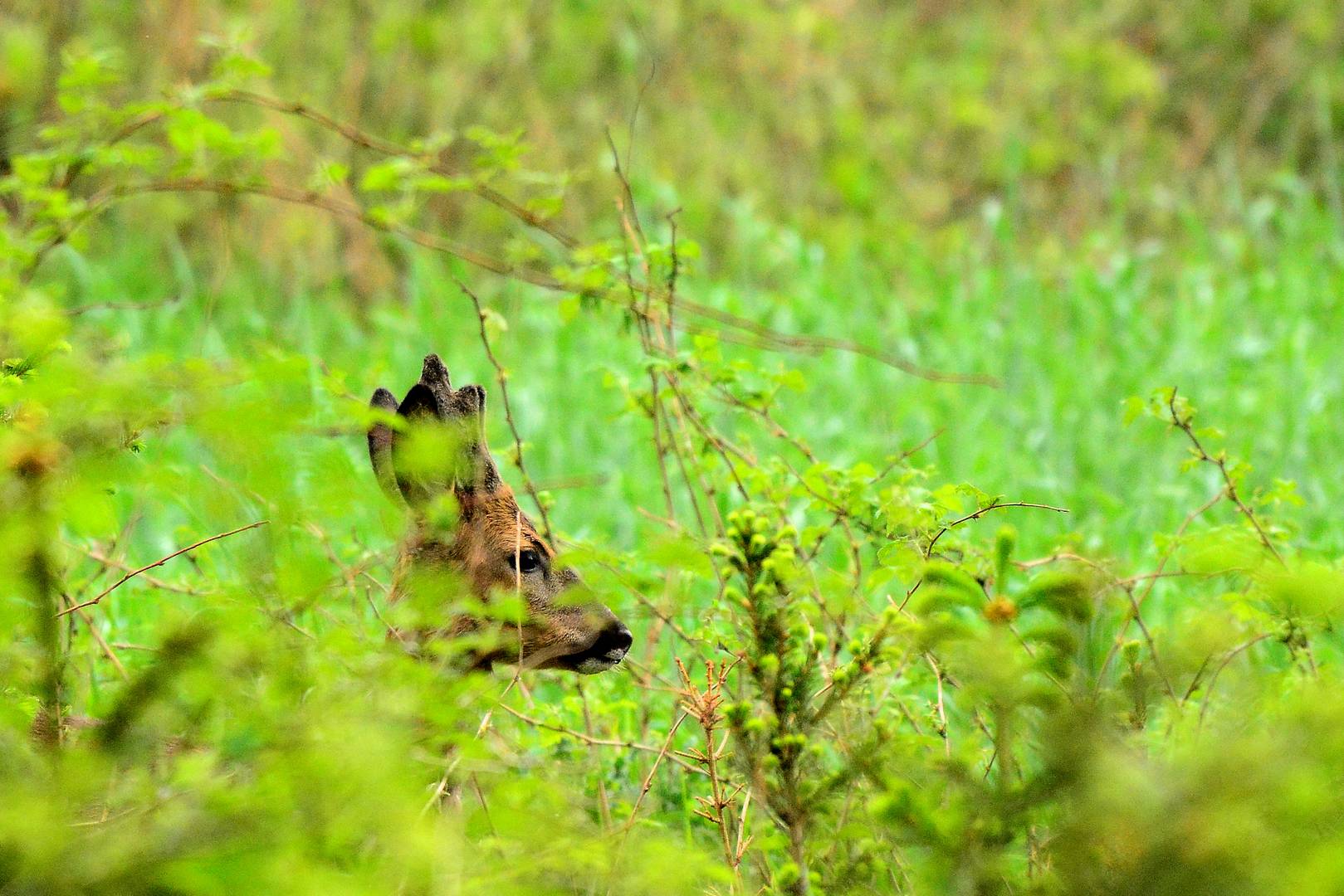 Versteckt im Feld.....