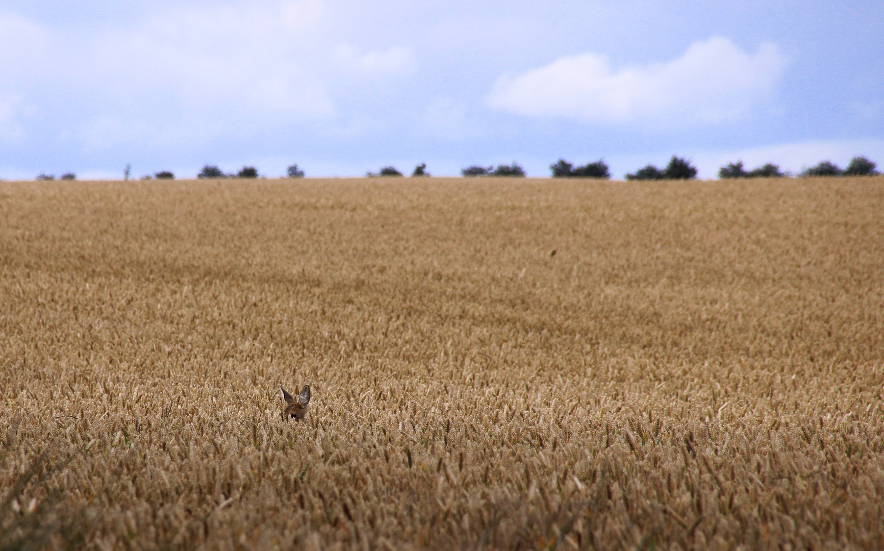 Versteckt im Feld