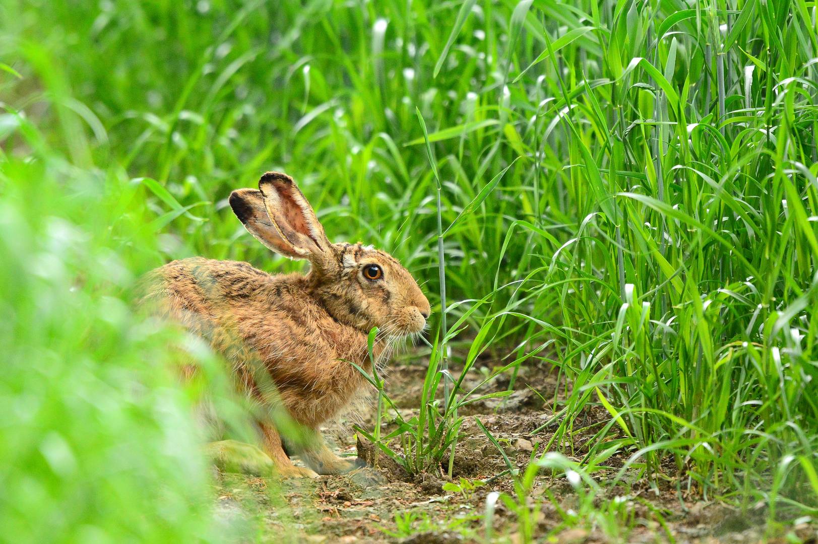 Versteckt im Feld.....