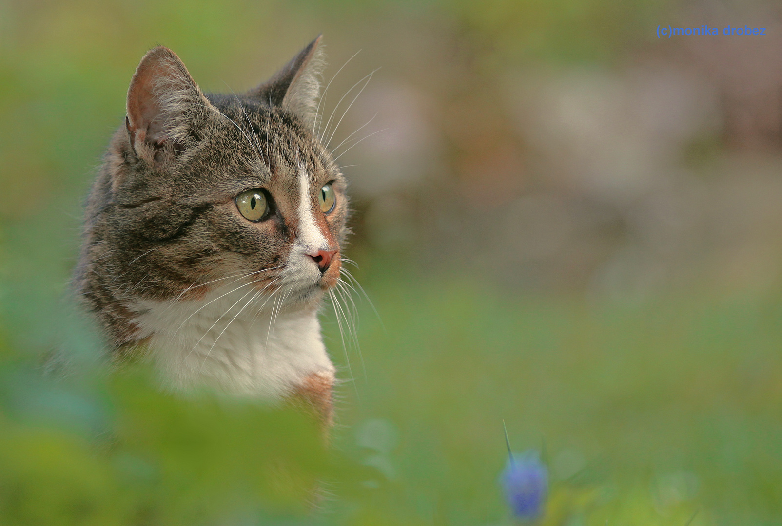 ...versteckt im Frühling...