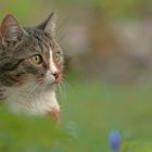 ...versteckt im Frühling...