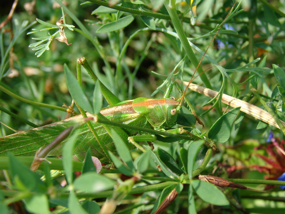 versteckt im garden