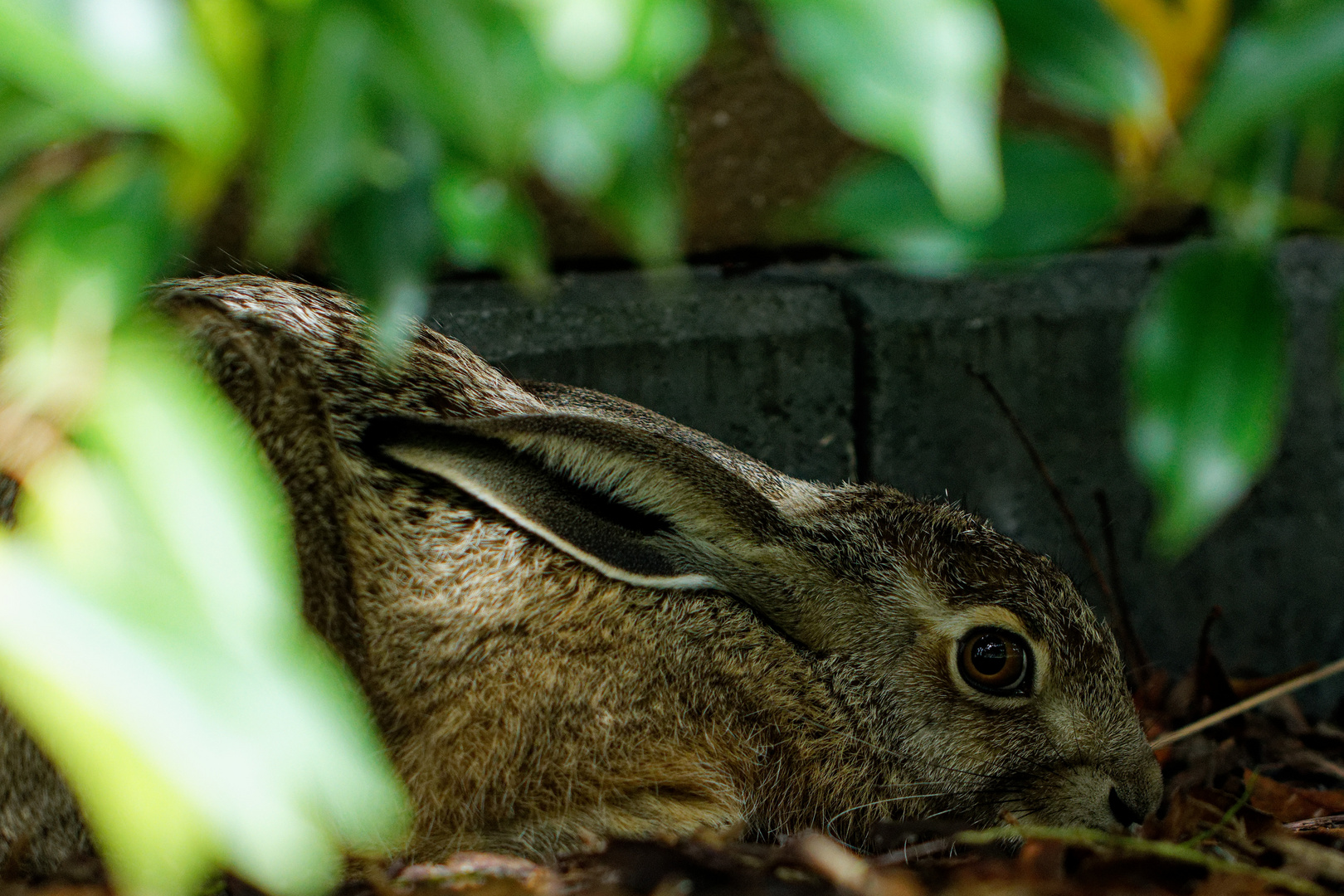 Versteckt im Garten