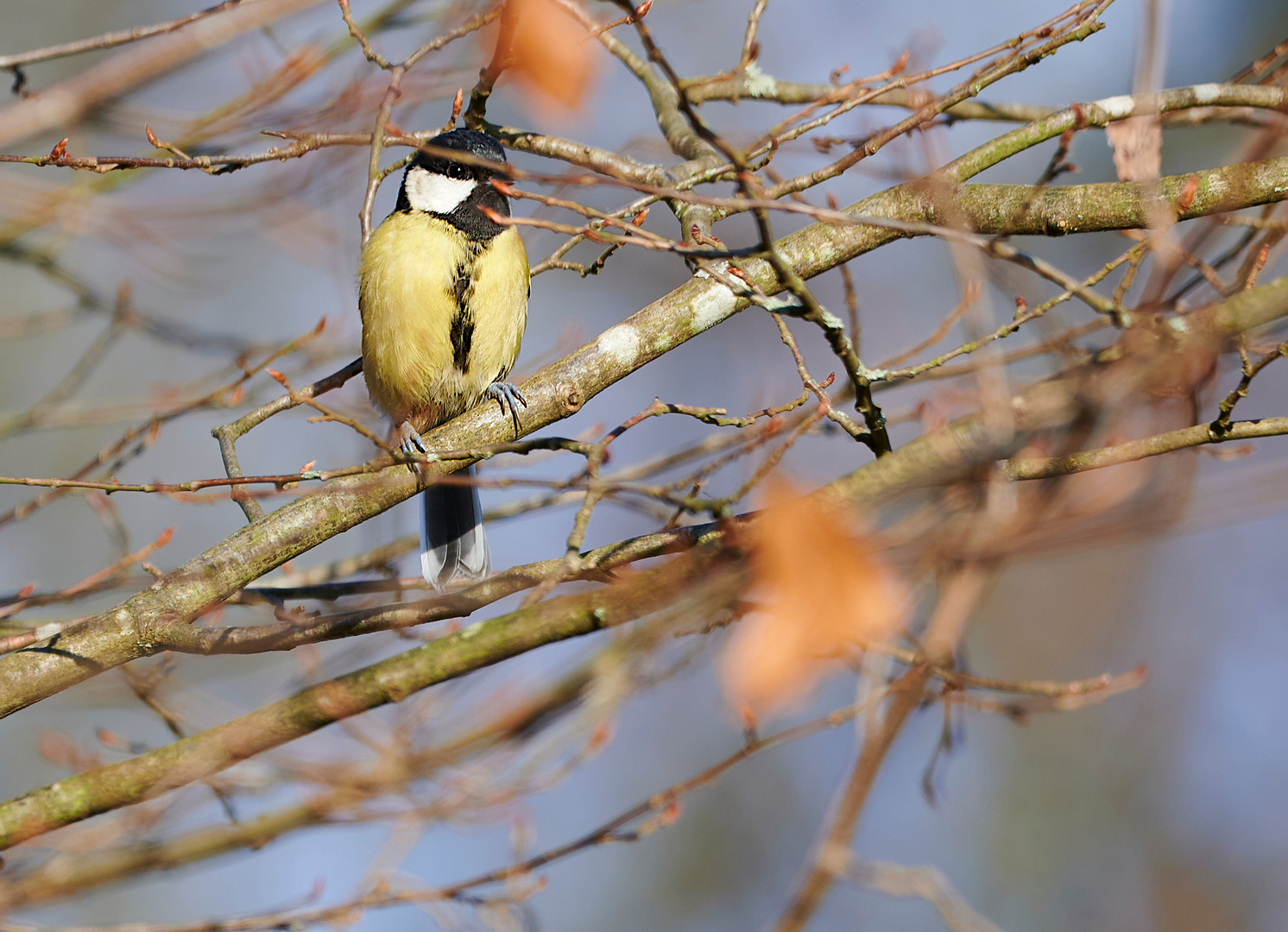 Versteckt im Geäst