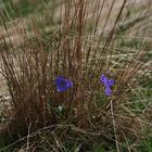 Versteckt im Gebüsch