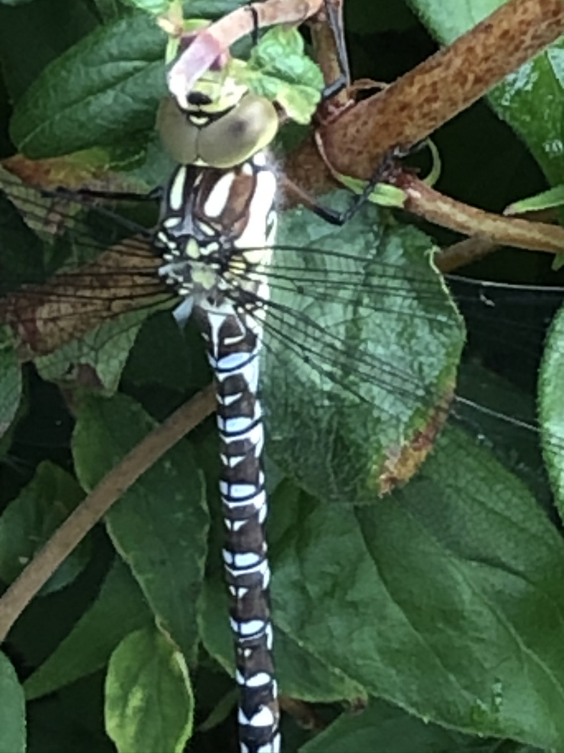 versteckt im Gebüsch