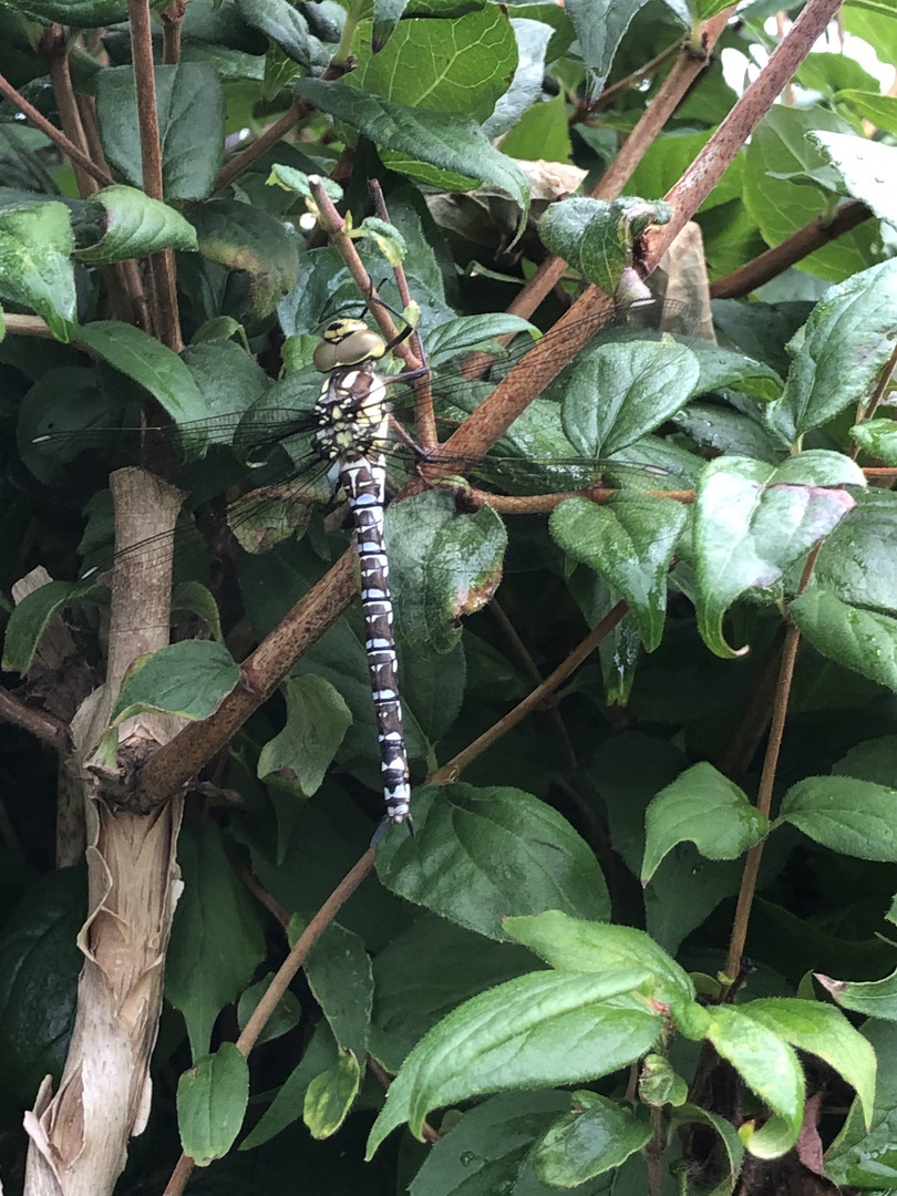 versteckt im Gebüsch