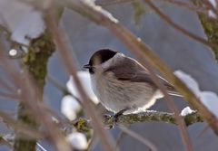 versteckt im Gebüsch