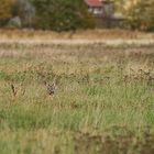 versteckt im Gras