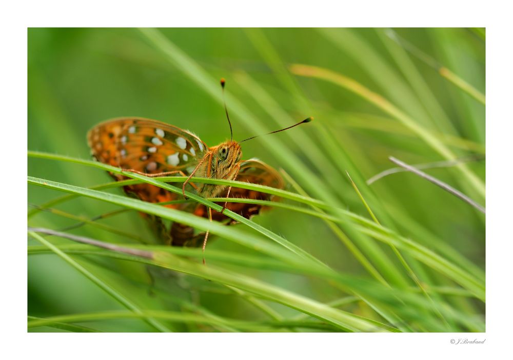 Versteckt im Gras