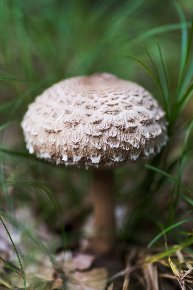 versteckt im Gras