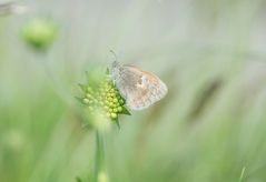 *   versteckt im Gras   *