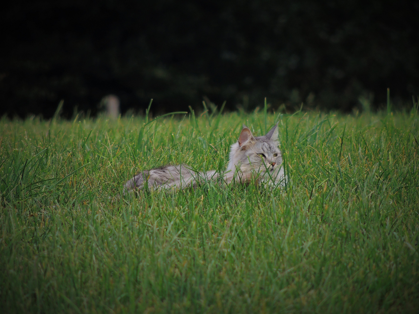 versteckt im Gras