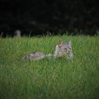 versteckt im Gras