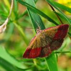 Versteckt im Gras