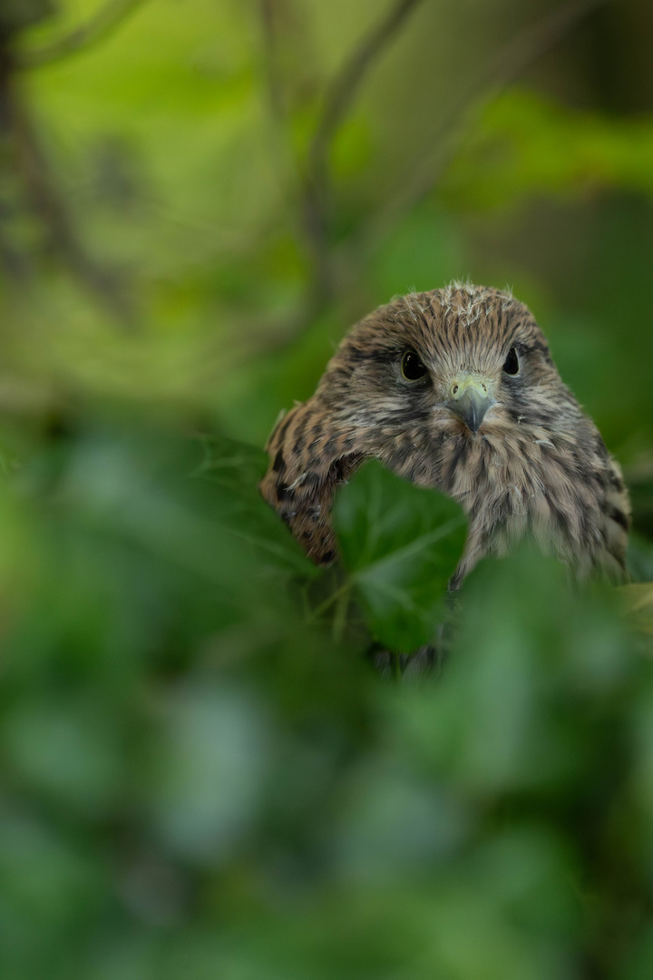 Versteckt im Gras