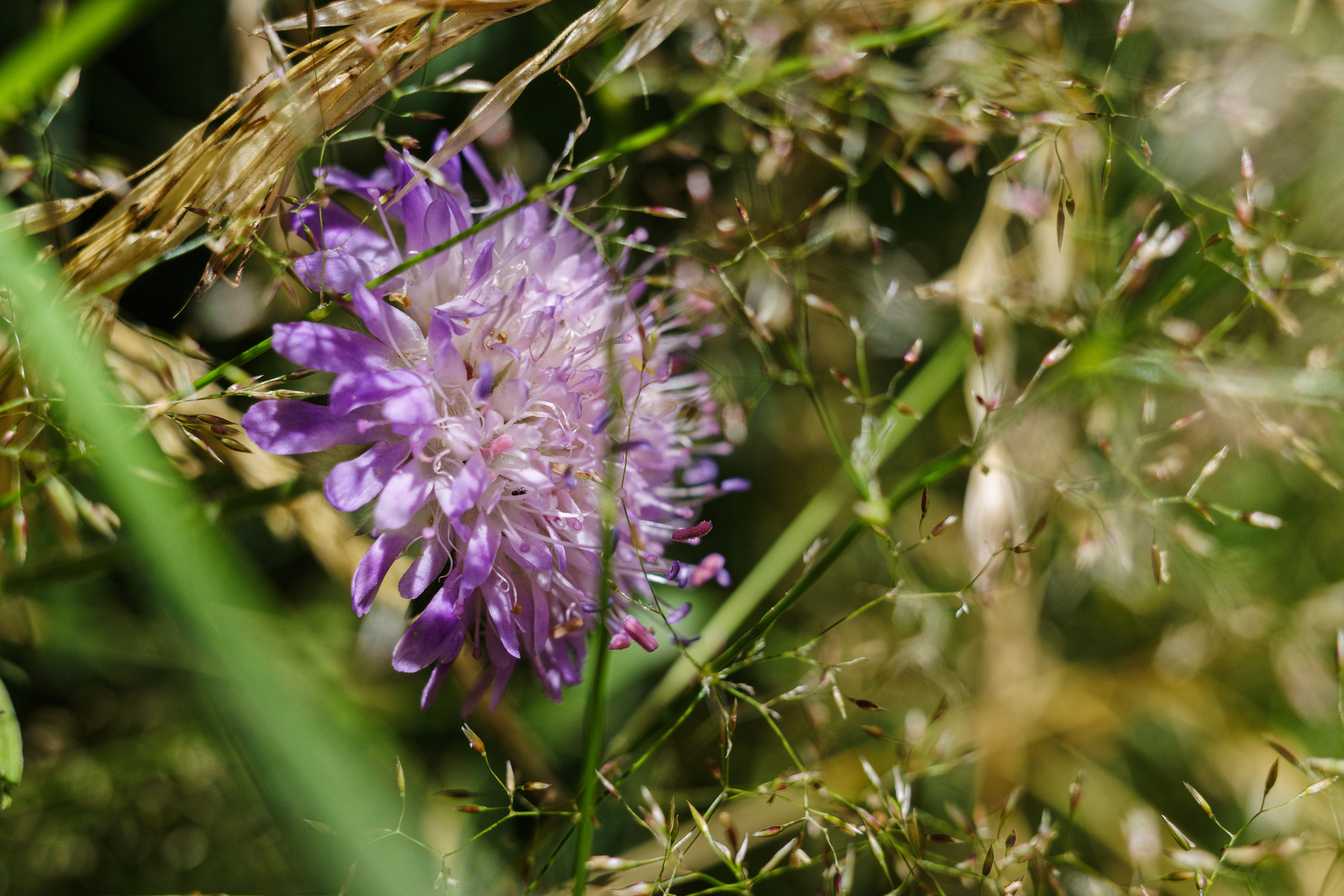 Versteckt im Gras