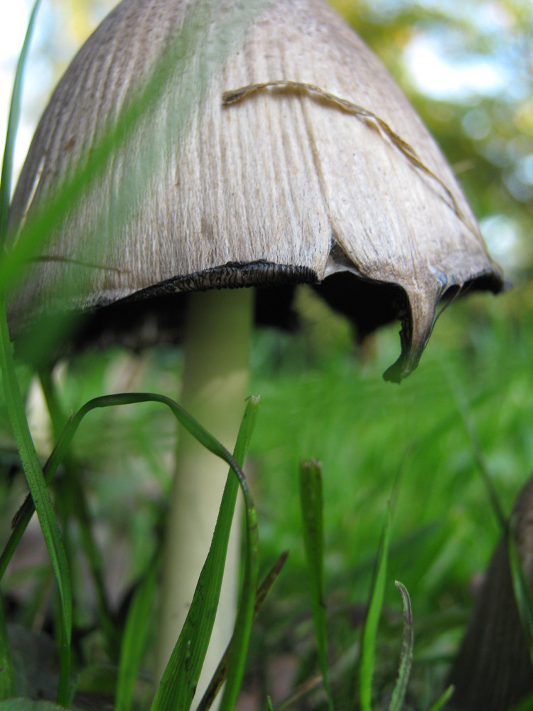 versteckt im Gras