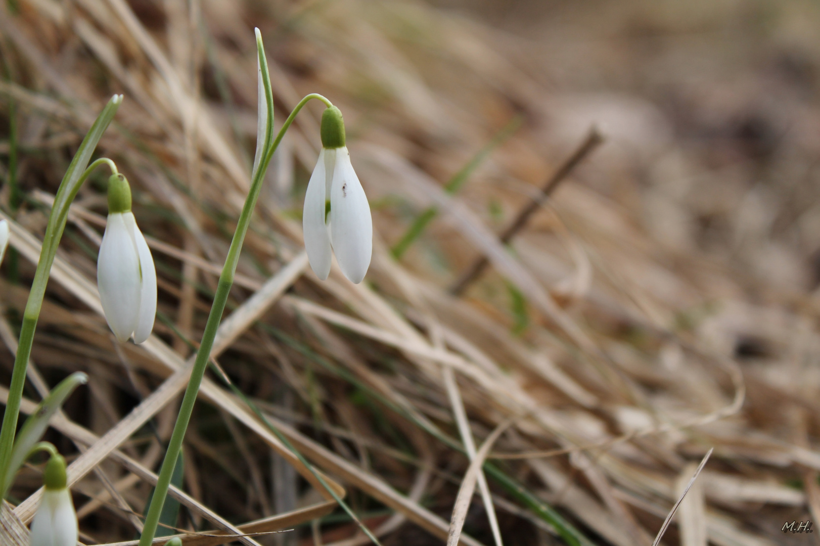 Versteckt im Gras