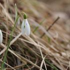 Versteckt im Gras