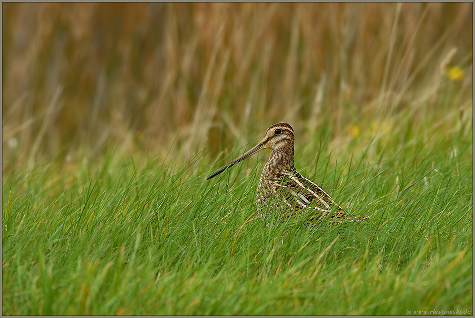 versteckt im Gras... Bekassine *Gallinago gallinago*