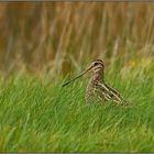 versteckt im Gras... Bekassine *Gallinago gallinago*