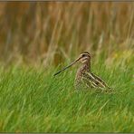 versteckt im Gras... Bekassine *Gallinago gallinago*