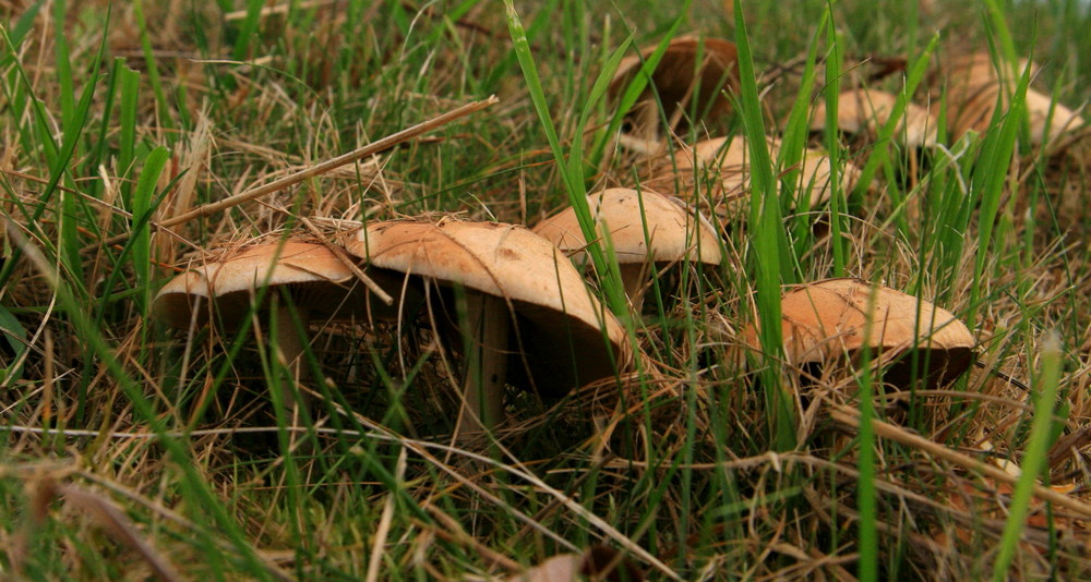 Versteckt im Gras