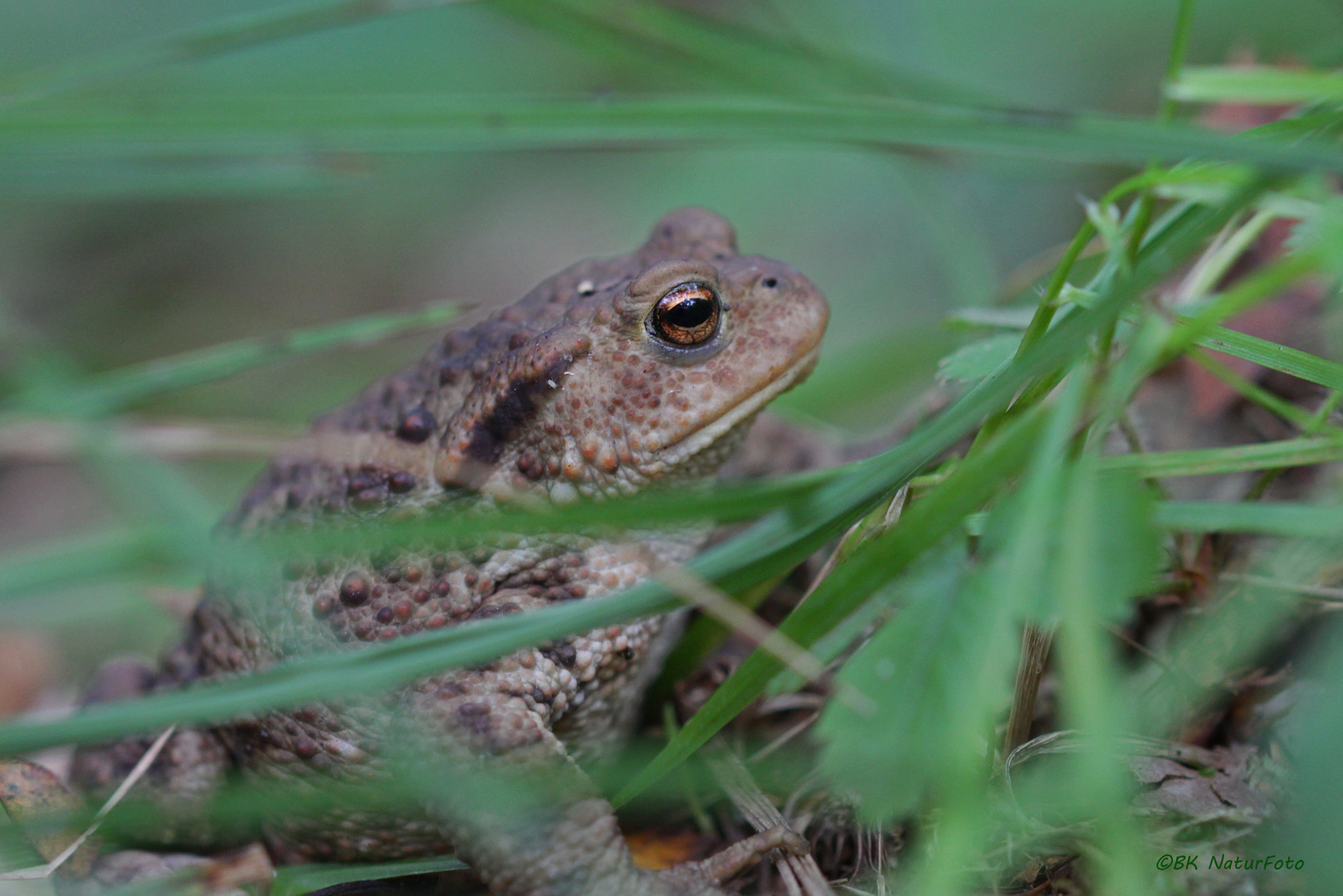 versteckt im Grass