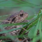 versteckt im Grass