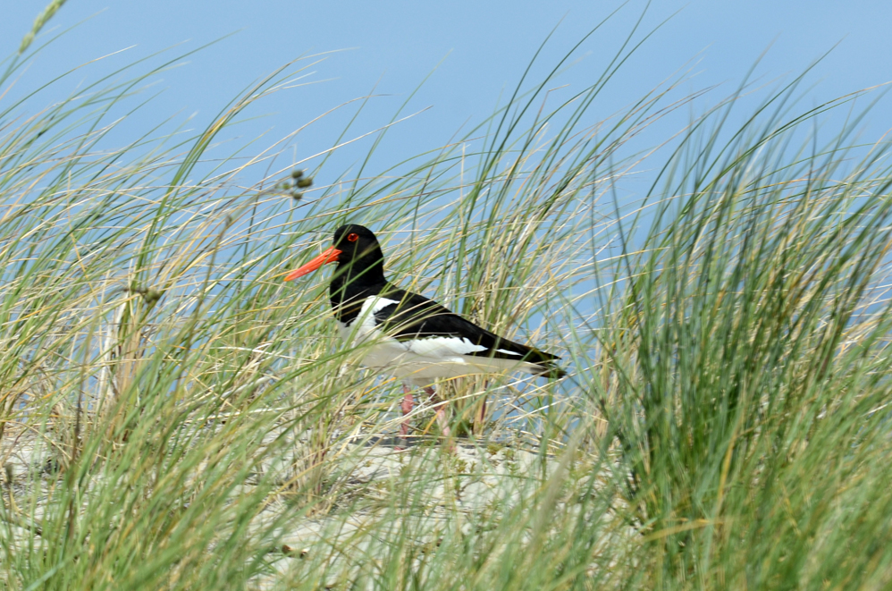 Versteckt im Grass der Düne