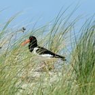 Versteckt im Grass der Düne