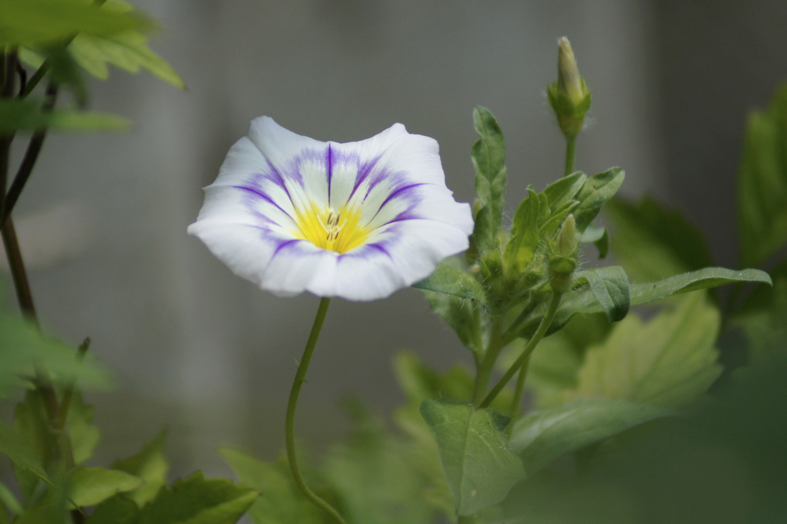 Versteckt im Grün