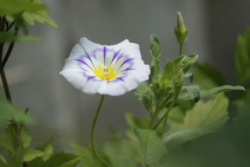 Versteckt im Grün