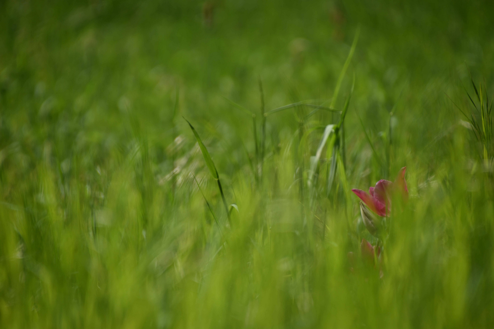versteckt im Grünen