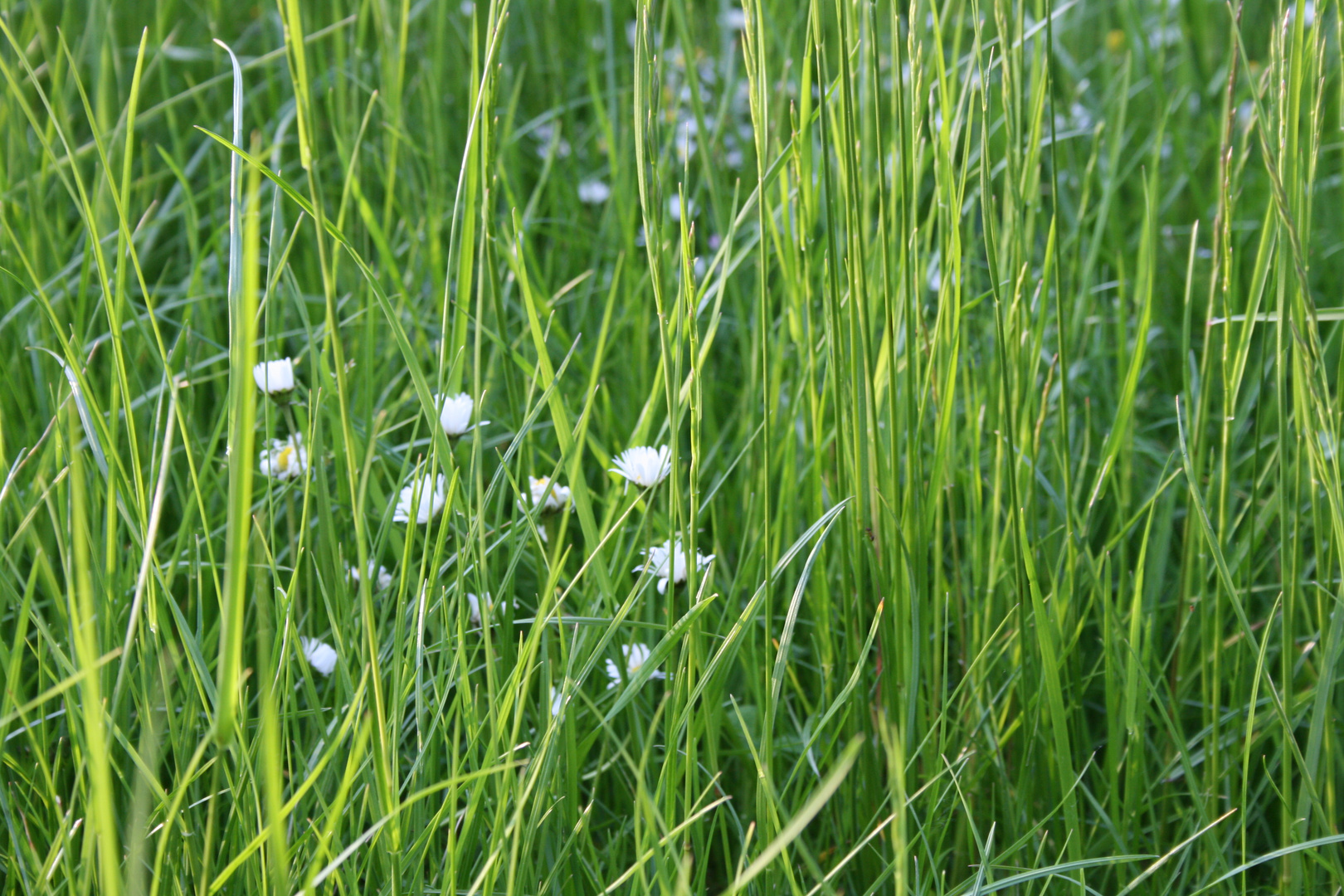 Versteckt im Grünen