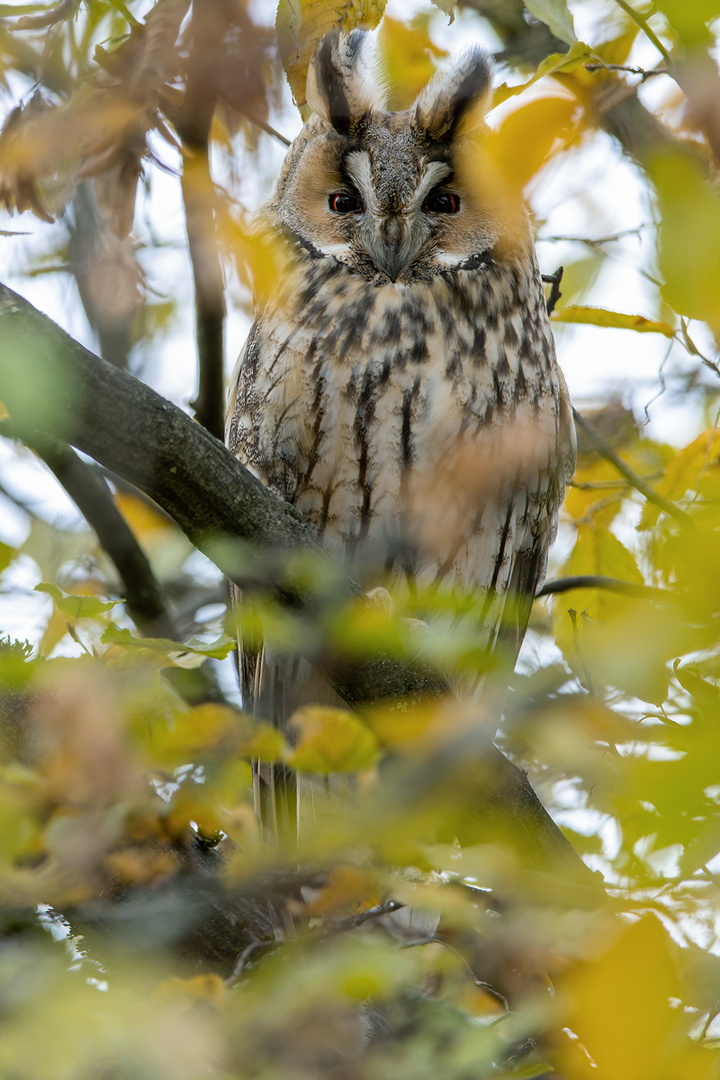 versteckt im Herbstlaub