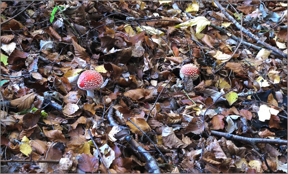 versteckt im Herbstlaub