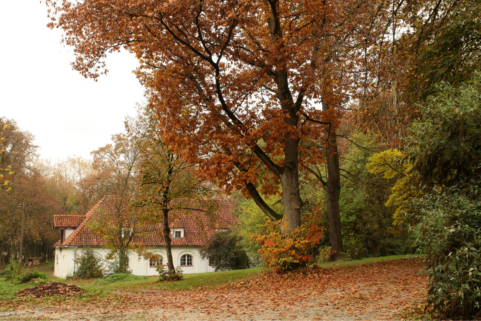 versteckt im Herbstwald