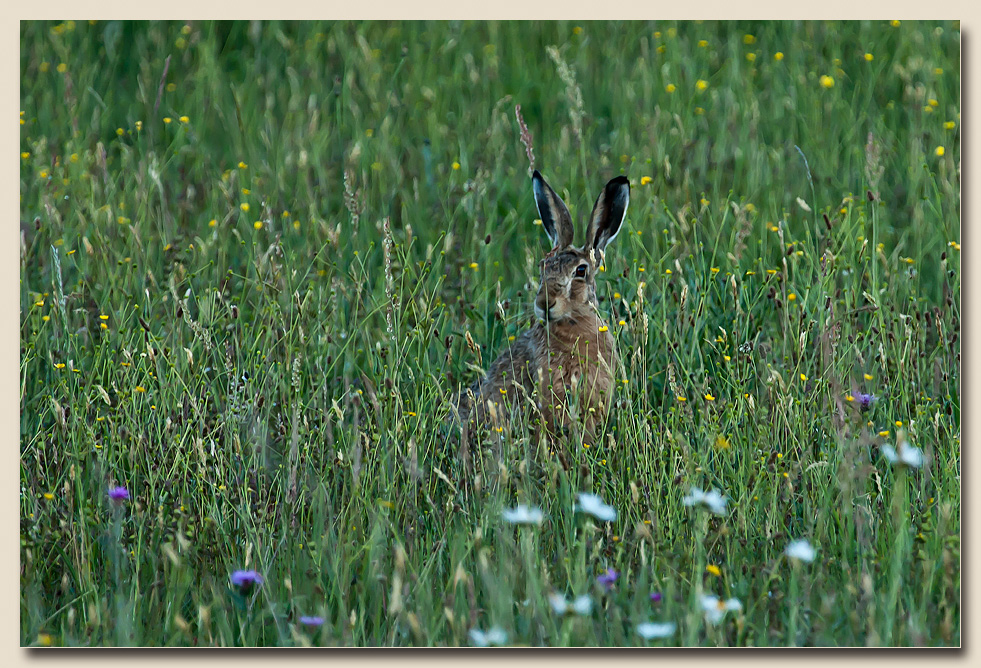 Versteckt im hohen Gras